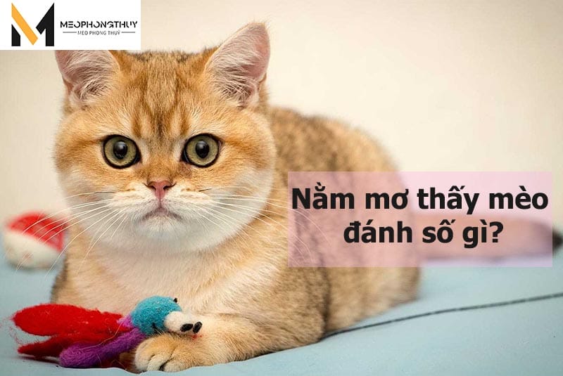 Nằm mơ thấy mèo đánh số gì